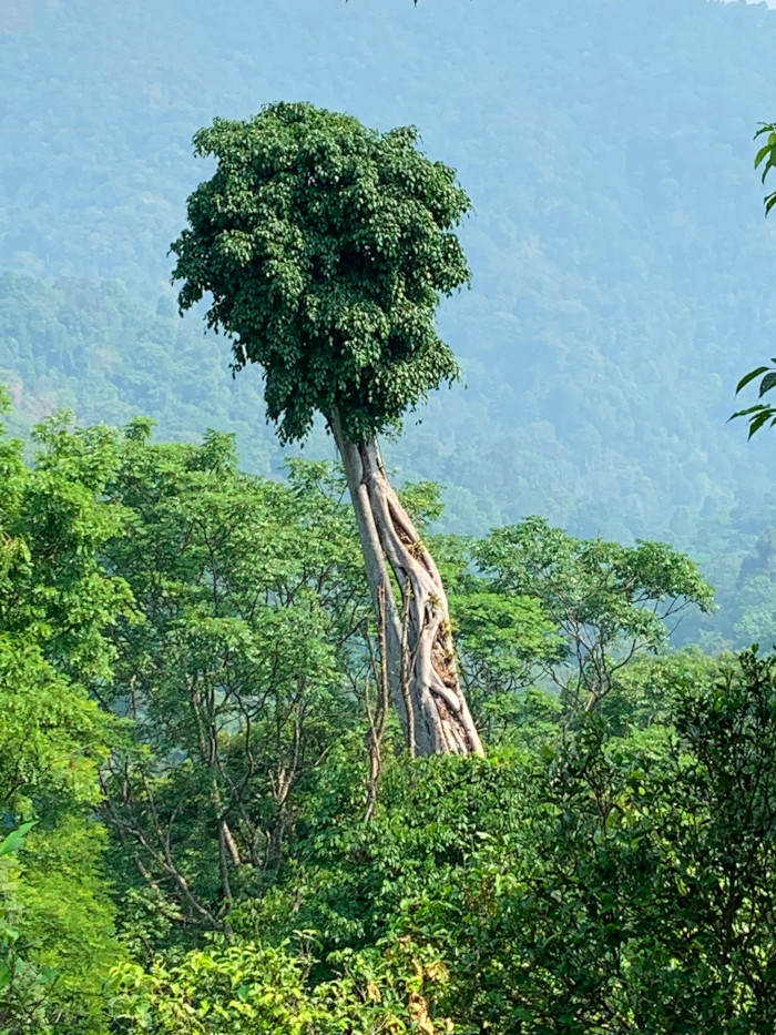 lone tree