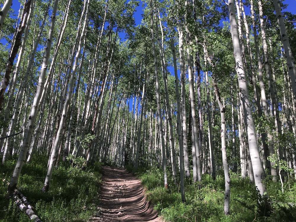 trail through aspen trees